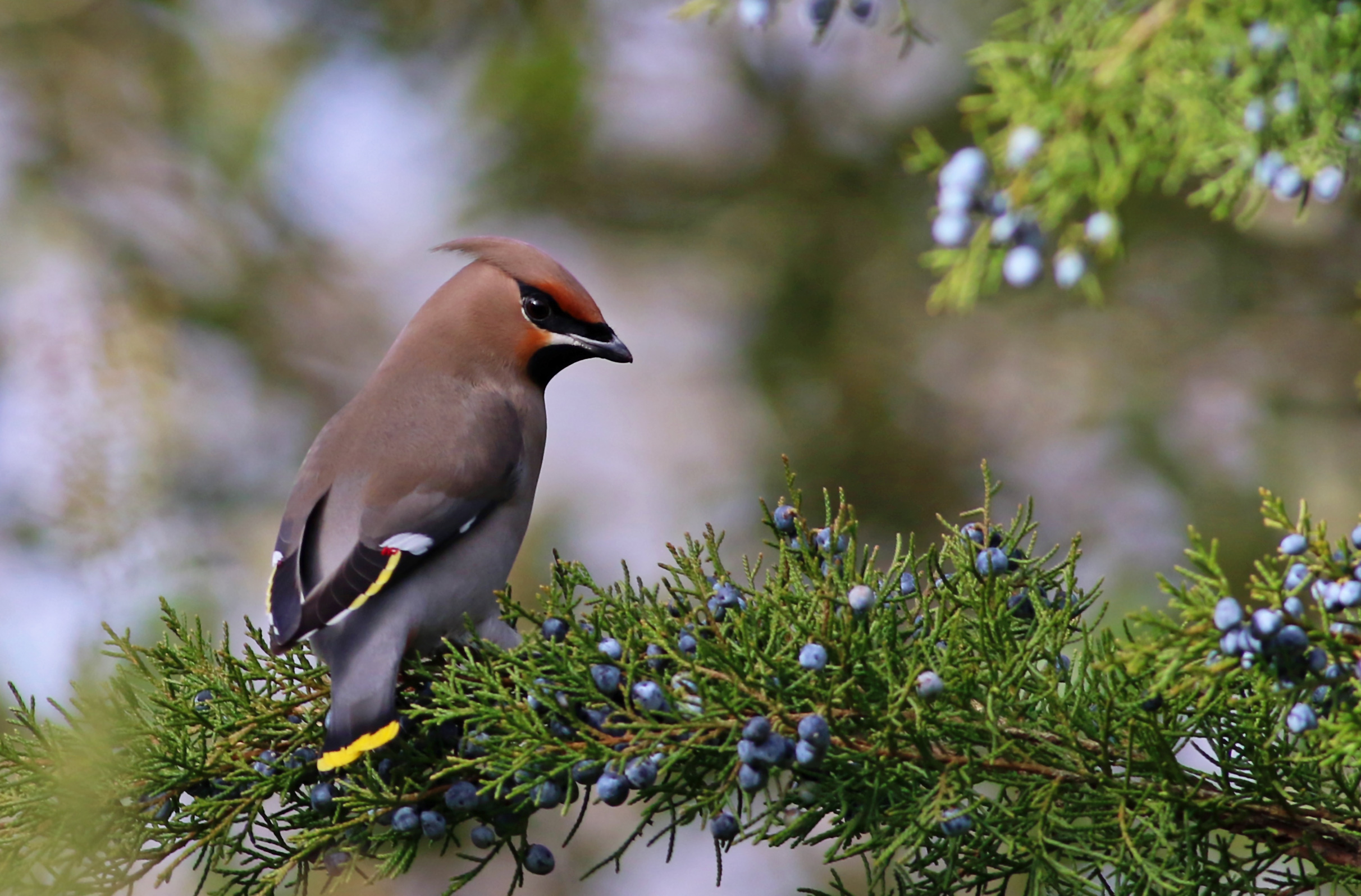 Bohemian Waxwing — Ana fotoğraf